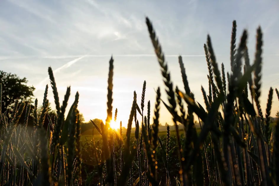 sun-rise-in-the-field